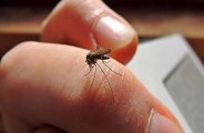 dengue in jaipur