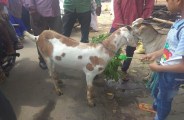 moradabad
