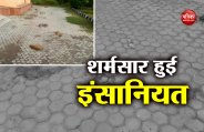 दिल्ली: इंसानियत हुई शर्मसार, अज्ञात शख्स ने डॉग के 7 बच्चों की निर्ममता से की हत्या