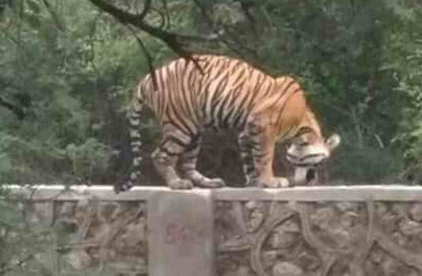 Tiger Attack