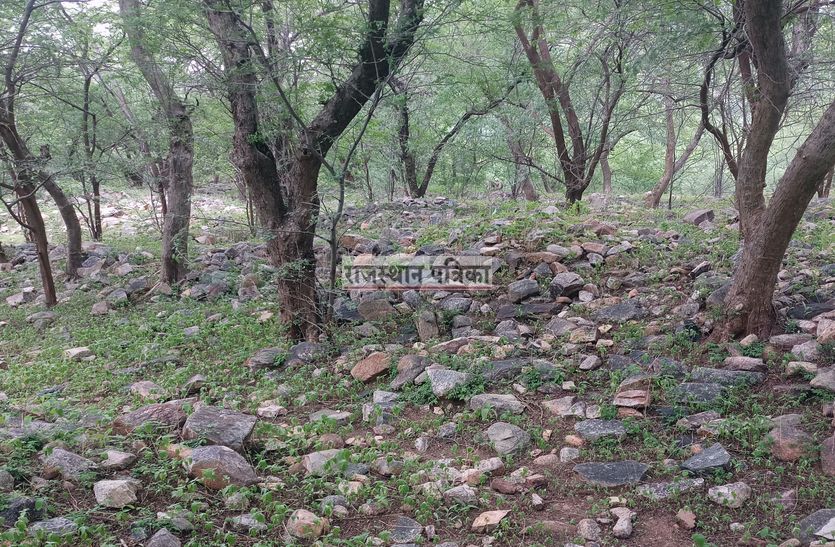 Abralya's precious forests