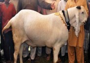 bakrid