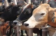 cattle fair