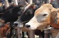 cattle fair