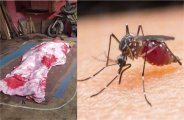Dengue News