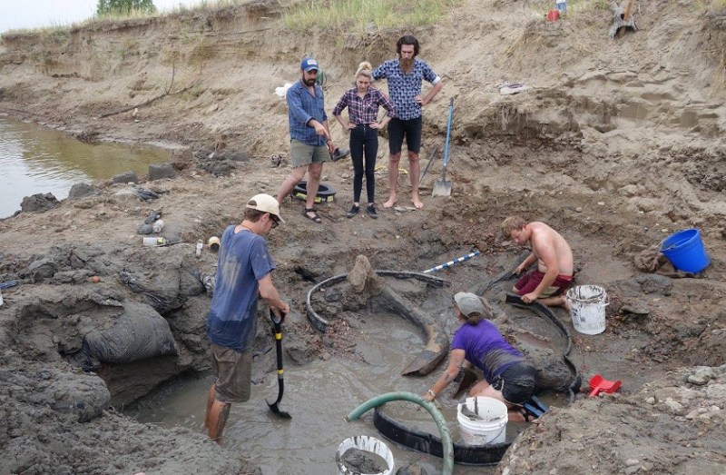 rancher found 2000 years old colossal columbian mammoth near river