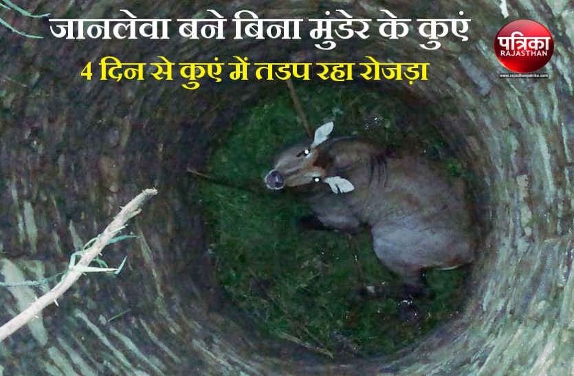 Neil cow in the well in bhilwara