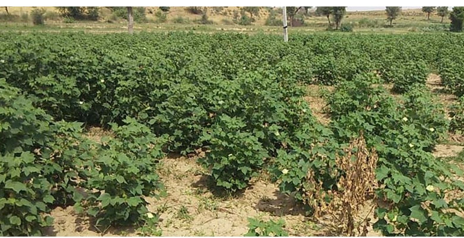 Irrigation water