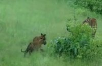 Panna Tiger Reserve Number of tigers 40