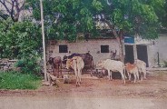 इस गांव के मवेशी पड़ रहे बीमार, वजह जानकर आप हो जाएंगे हैरान, पढि़ए खबर...