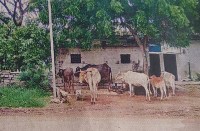 इस गांव के मवेशी पड़ रहे बीमार, वजह जानकर आप हो जाएंगे हैरान, पढि़ए खबर...