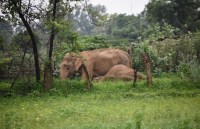elephant dead in korba chhattisgarh by electric shocked