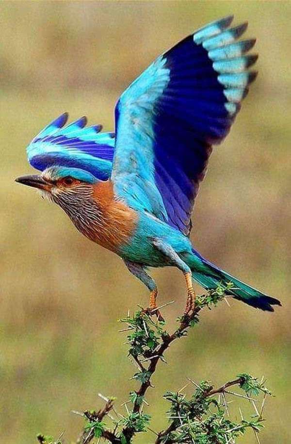 Beautiful pictures of Neelkanth bird