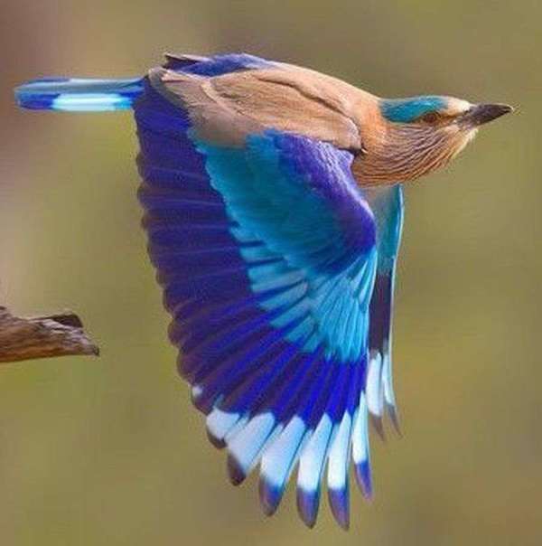 Beautiful pictures of Neelkanth bird