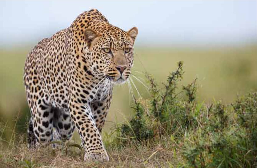 panther