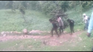 rape accused