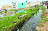 dengue bilaspur