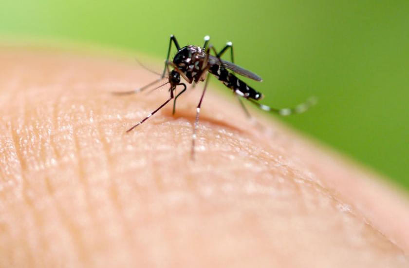srilanka dengue threat in the country maximum case from capital