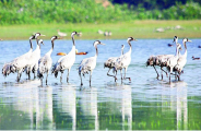 birds file photo 