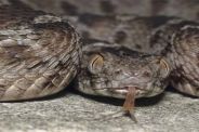 snake