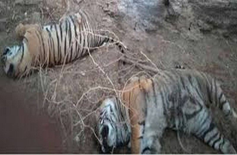 दो बाघों की मौत के मामले में फिर जांच शुरू