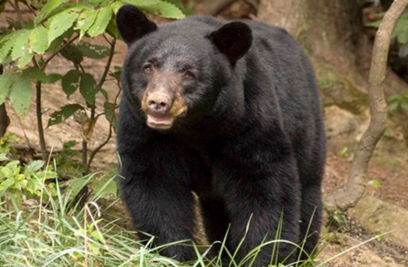 धान की फसल देखने गए ग्रामीण पर तीन भालुओं ने किया हमला, बेहोश होकर गिरे ग्रामीण को मरा समझकर छोड़ा