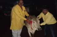 दुर्घटना रोकने रक्षाबंधन त्योहार पर मवेशियों के गले में बांधा रक्षा पट्टिका