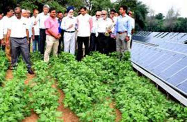 PM Modi will give Sardar Patel award to Jodhpur cazri