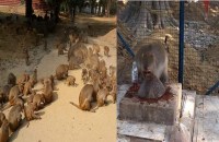 khabis baba temple in up where monkeys drink alcohol