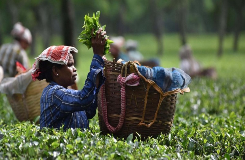 Tea Industry