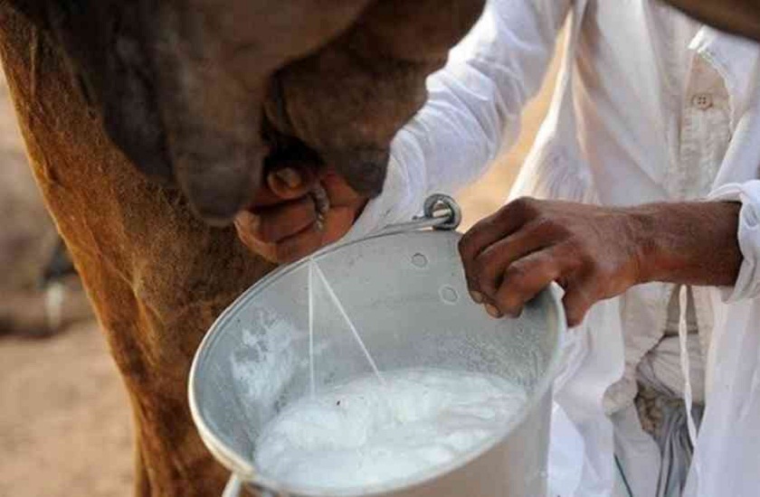 soon camel milk powder will be available in market