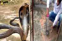 Cobra's Rescue in bhilwara