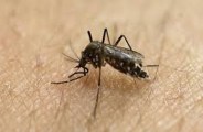 dengue 