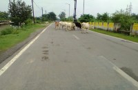 इस मार्ग पर गड्ढे नहीं और ना ही भरा है पानी, पर हो जाएं सतर्क नहीं तो गंवानी पड़ सकती है जान, पढि़ए खबर...