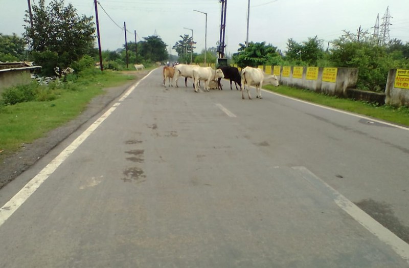 इस मार्ग पर गड्ढे नहीं और ना ही भरा है पानी, पर हो जाएं सतर्क नहीं तो गंवानी पड़ सकती है जान, पढि़ए खबर...