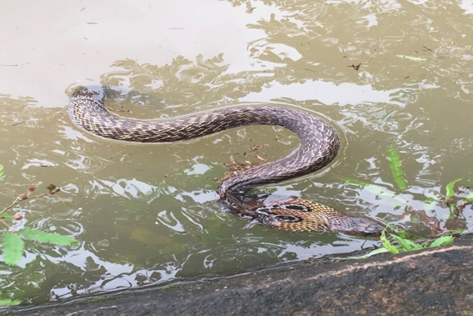 Sister Brother death by snake bites In Faizabad