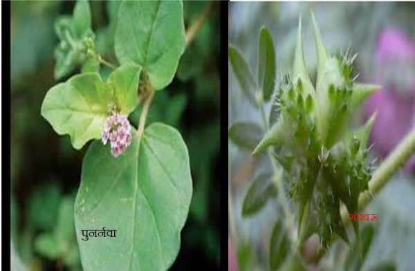 किडनी को स्वस्थ रखते हैं गोखरू और पुनर्नवा