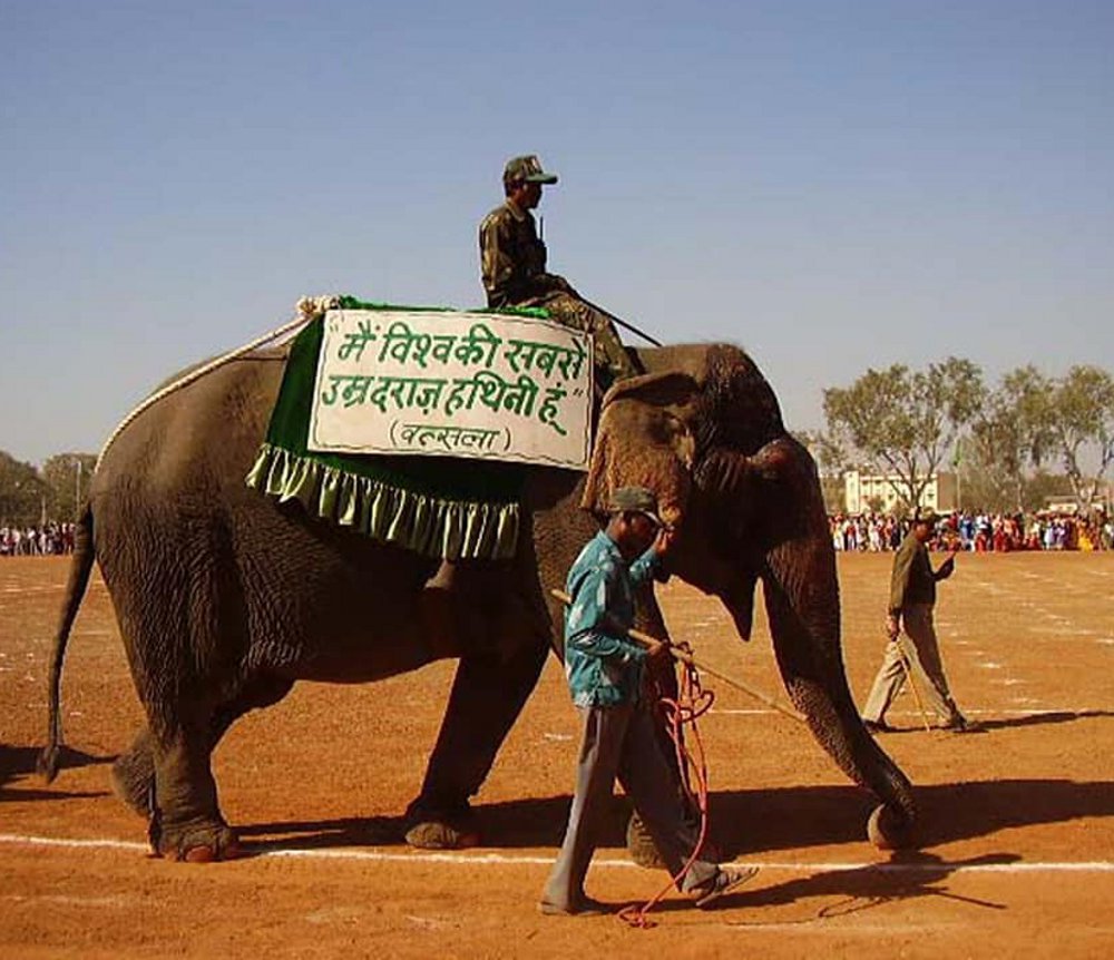 World's oldest elephant Vatsala to become panna district icon