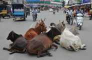 cattles on the road in bhilwara