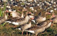 opinion,work and life,rajasthan patrika article,