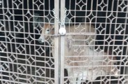 ठेका भी नहीं, नियुक्ति भी नहीं, फिर इन मवेशियों को कौन ले जा रहा कांजीहाउस और वसूल रहा रकम, पढि़ए खबर...