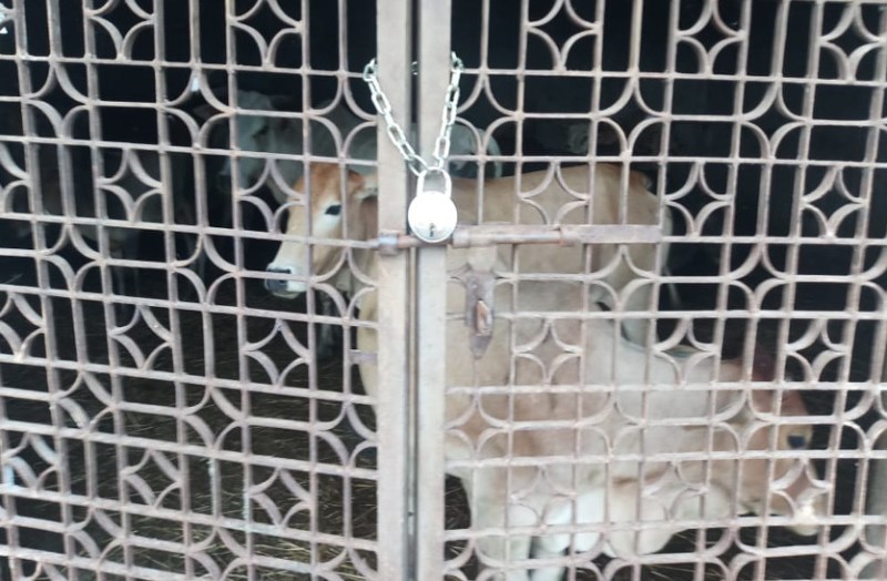 ठेका भी नहीं, नियुक्ति भी नहीं, फिर इन मवेशियों को कौन ले जा रहा कांजीहाउस और वसूल रहा रकम, पढि़ए खबर...