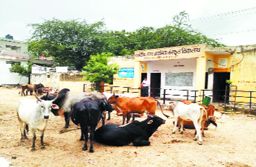Stray Cattle