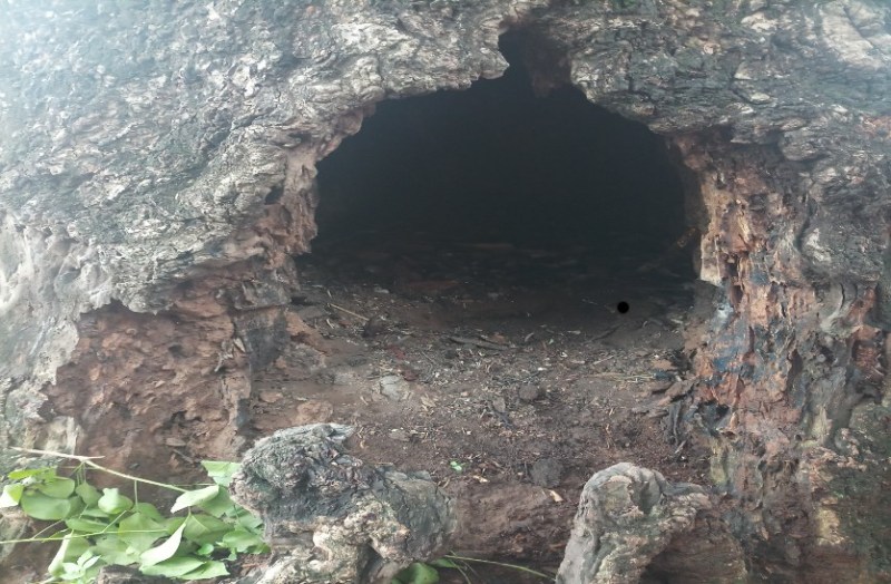 At the verge of falling trees in school