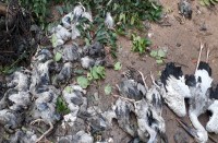 सौ साल पुराने पेड़ के गिरने से 130 एशियन बर्ड की मौत