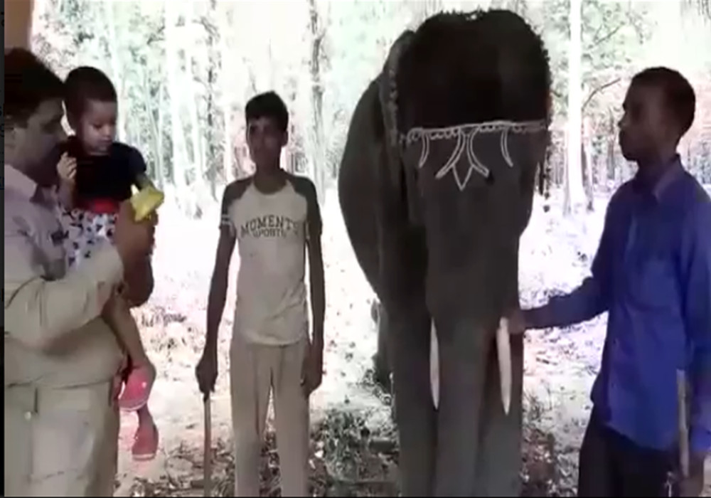 Elephant training class