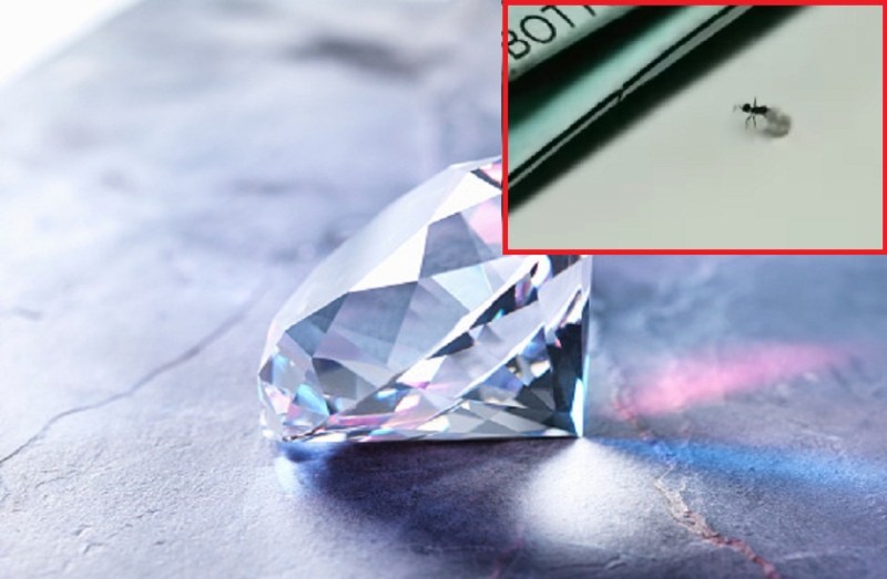 viral video of how an ant casually stealing diamond