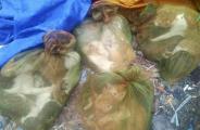 cat meat