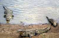 Crocodile Badch river kill gote in bhilwara