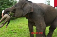 Elephants
